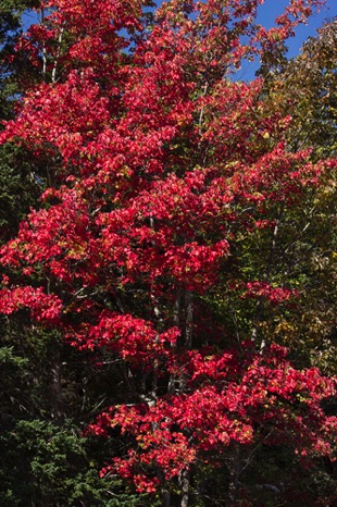Autumn Flame - NHP184 Autumn Flame - NHP184